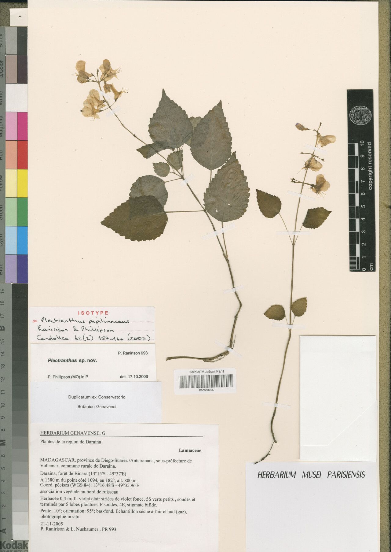 Plectranthus papilionaceus — search result for 'Plectranthus'