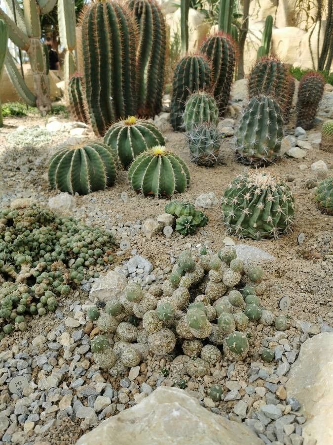 Leuchtenbergia principis habit