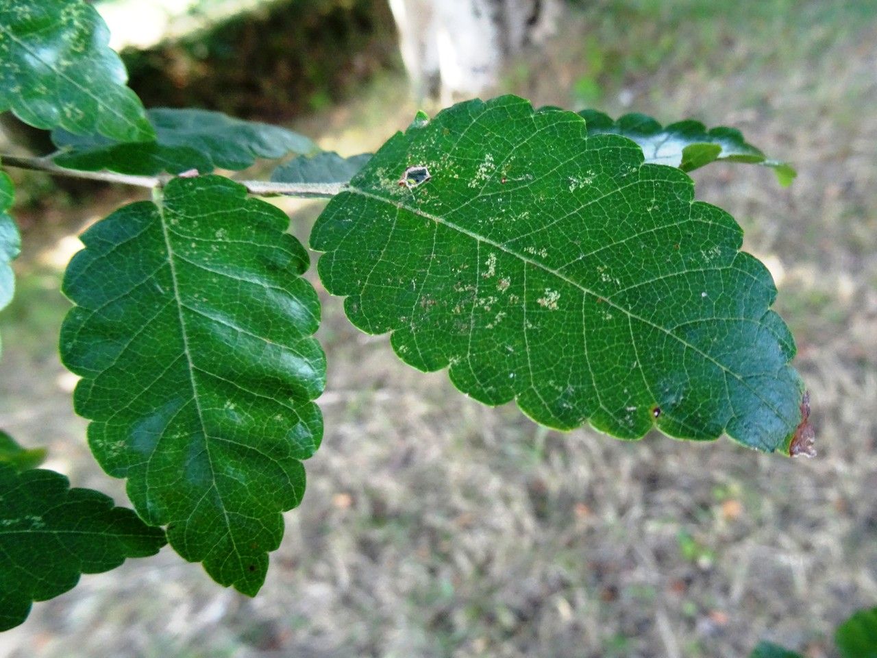 Zelkova carpinifolia leaf