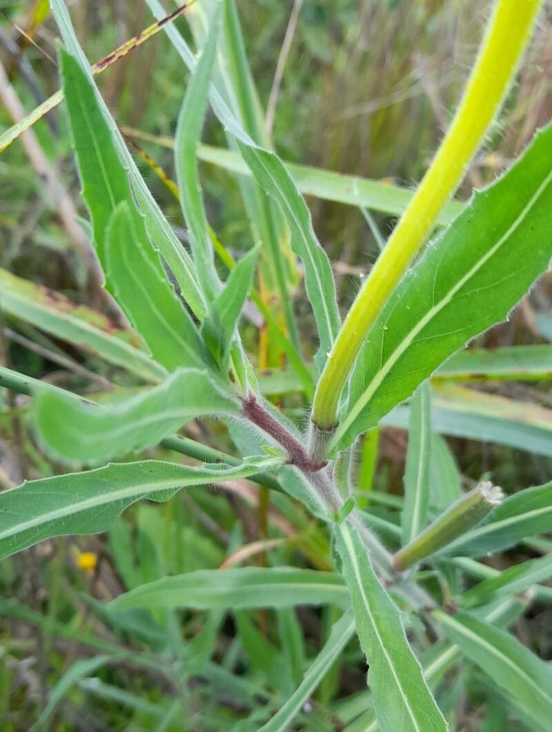 Oenothera affinis leaf