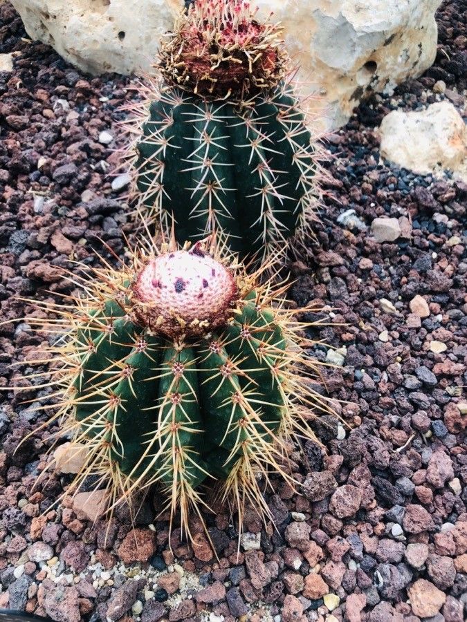 Melocactus oreas — houseplant care guide