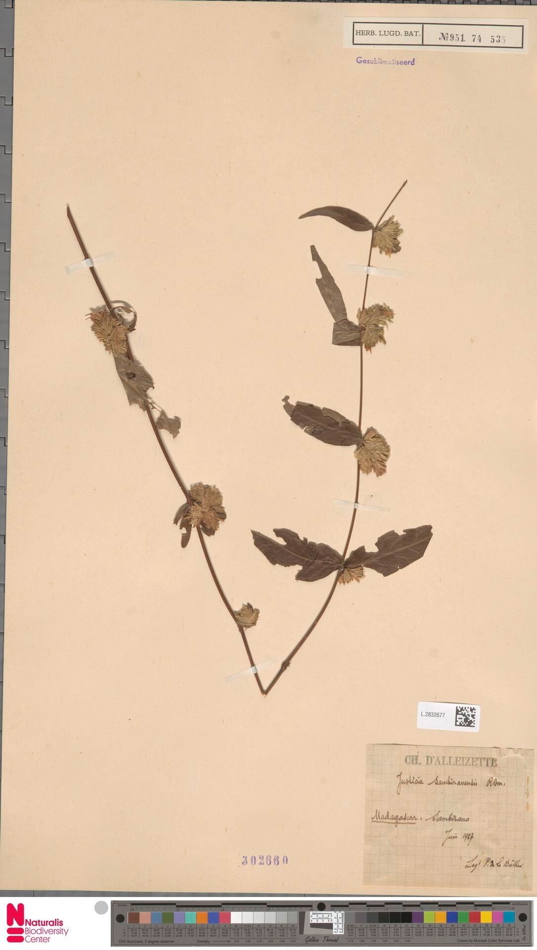 Justicia sambiranensis — houseplant care guide