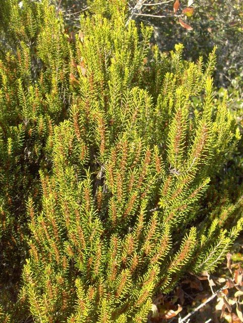 Ceratiola ericoides habit