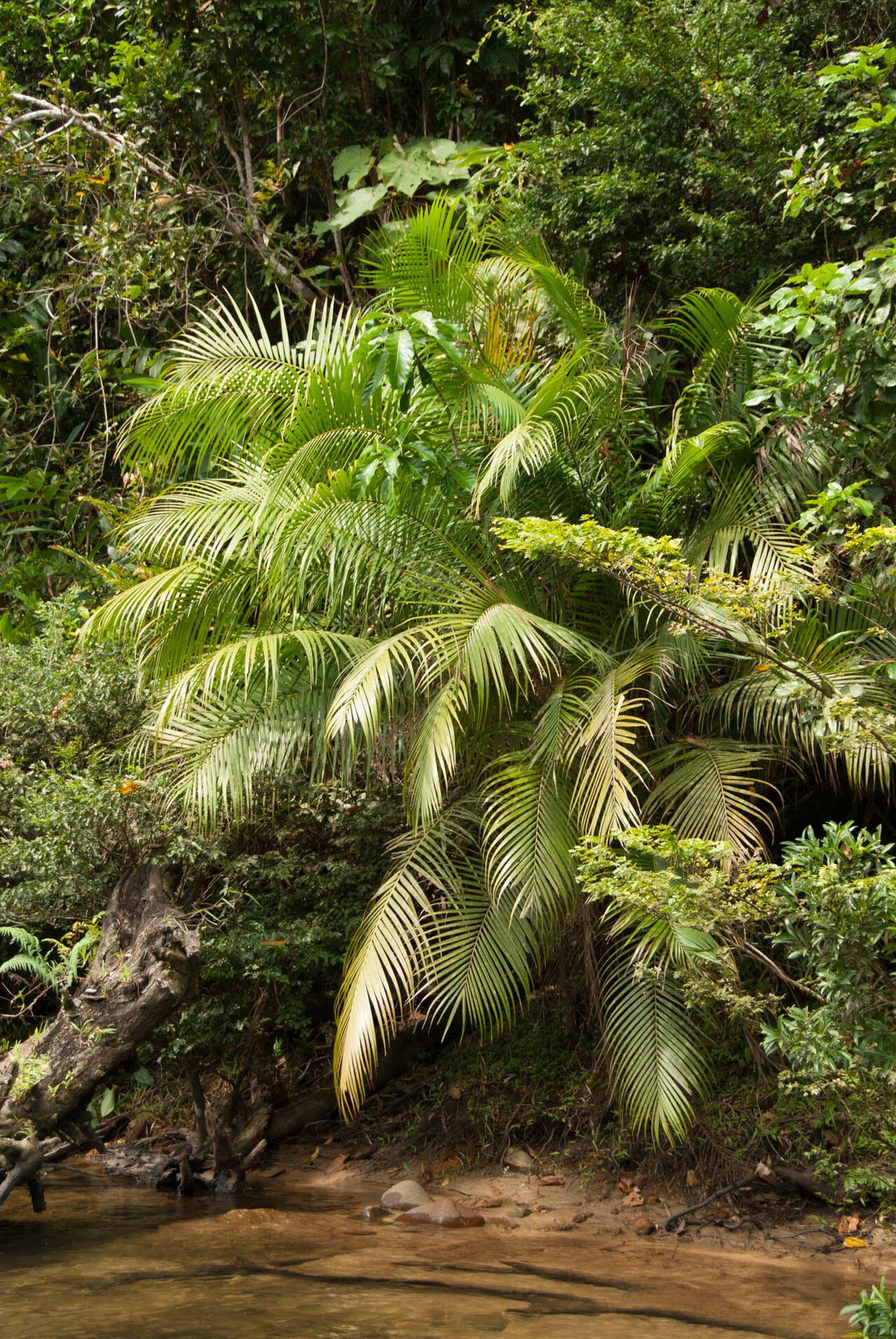 Dypsis crinita — houseplant care guide