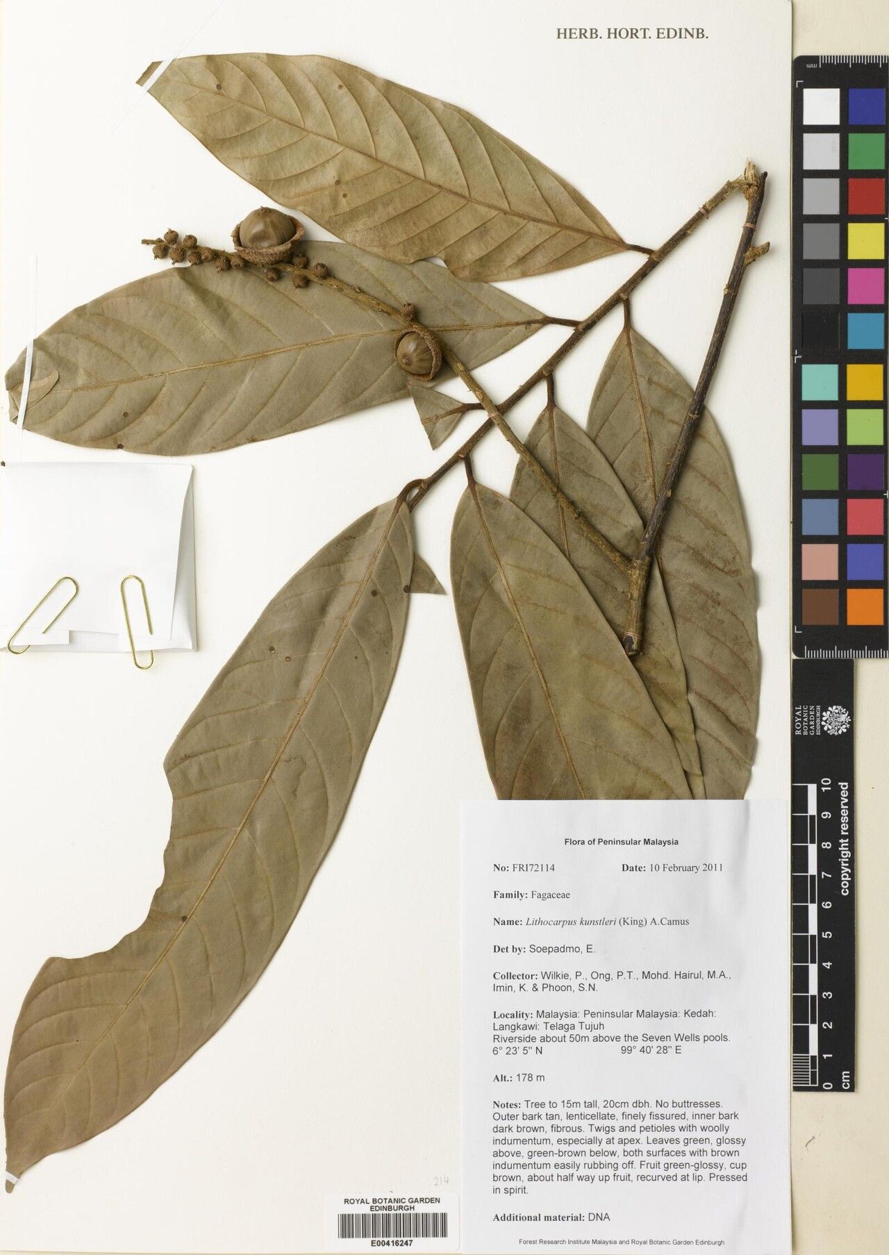 Lithocarpus kunstleri — search result for 'Lithocarpus'