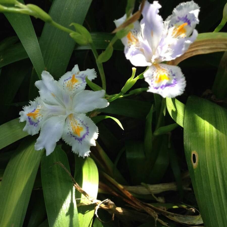 Iris japonica flower
