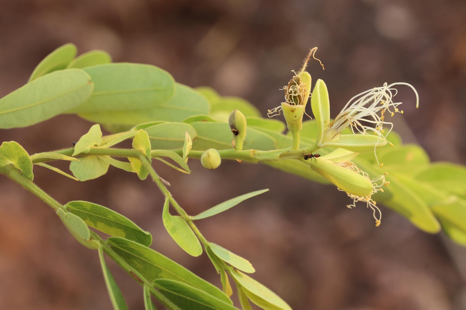 Brachystegia stipulata flower