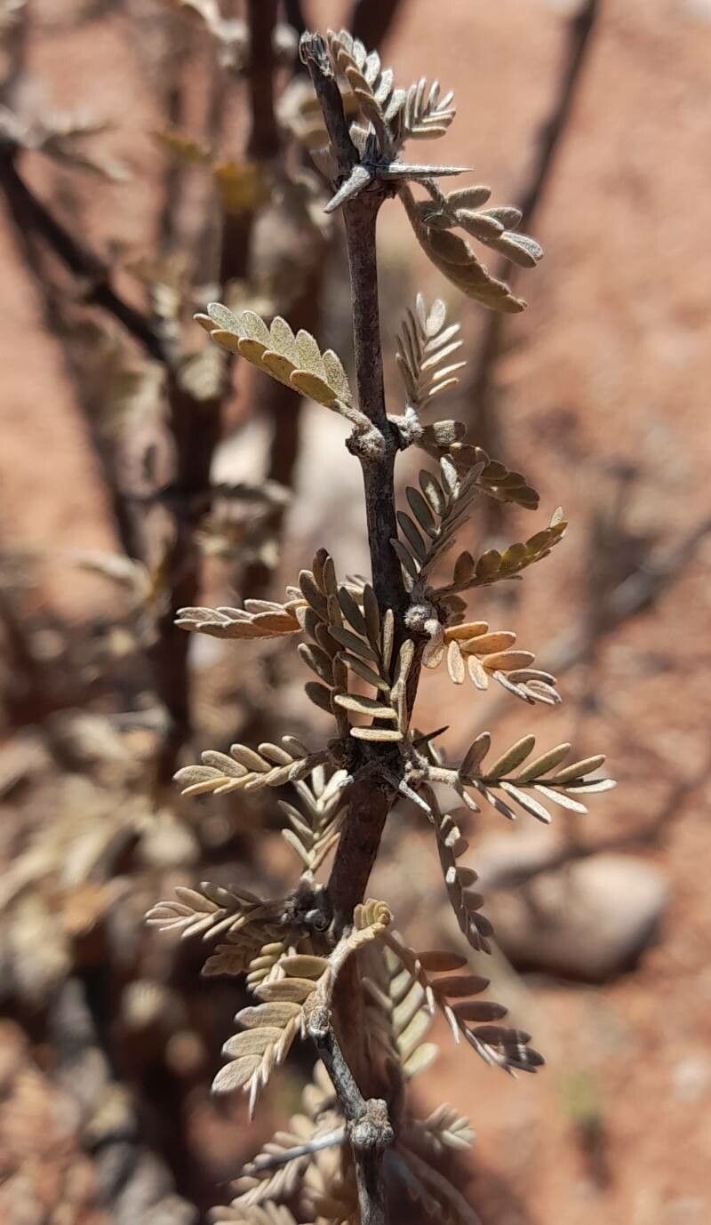 Plectrocarpa tetracantha — related species from the same genus