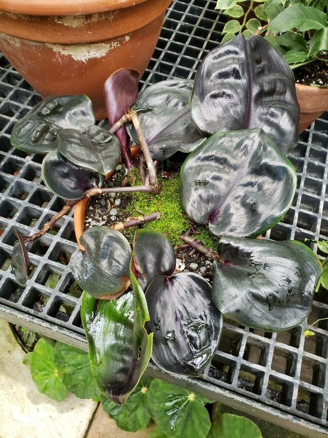 Geogenanthus ciliatus habit