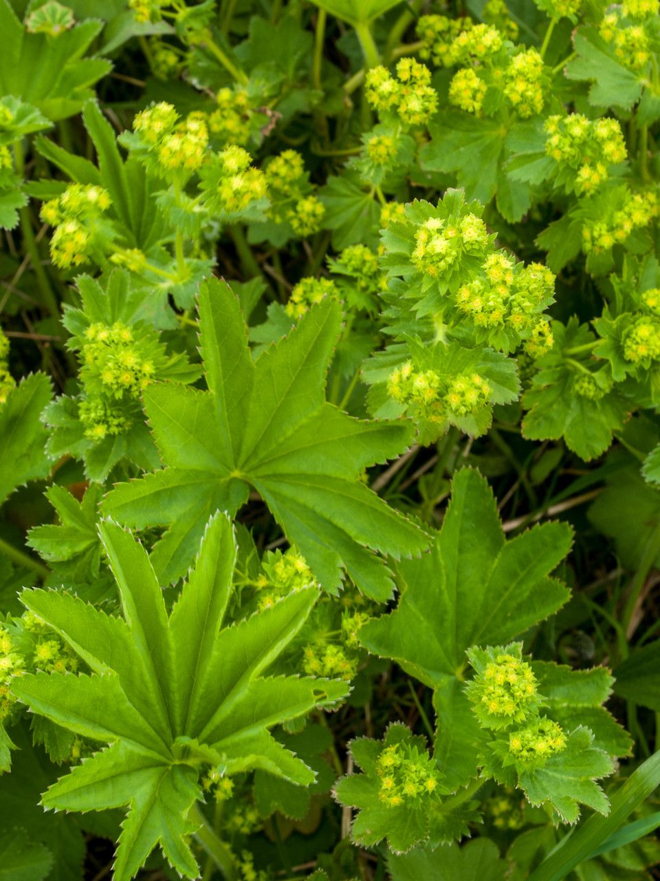 Alchemilla acutiloba — related species from the same genus
