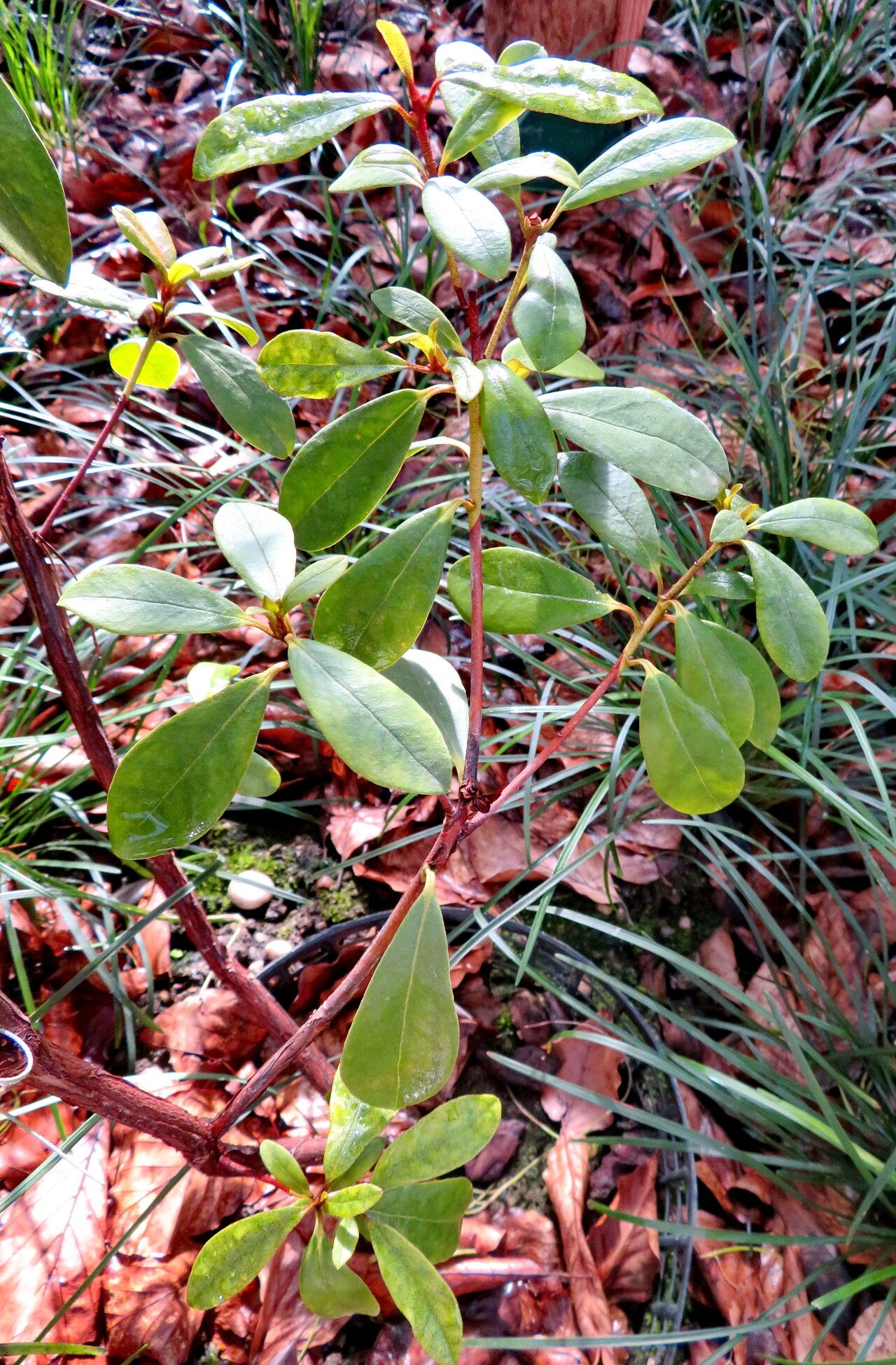 Rhododendron renschianum — houseplant care guide