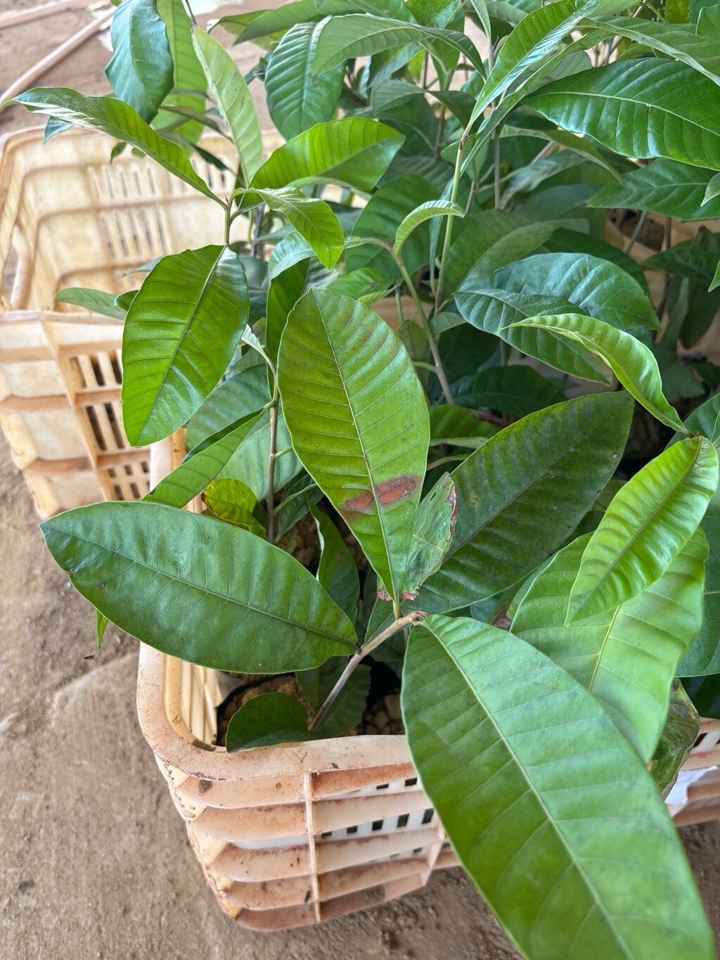 Pouteria macrophylla — houseplant care guide