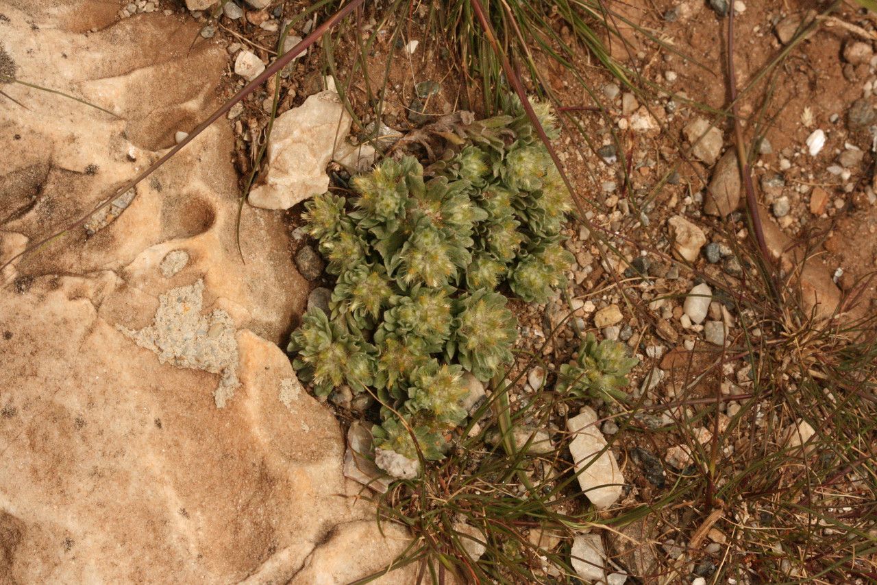 Filago desertorum flower