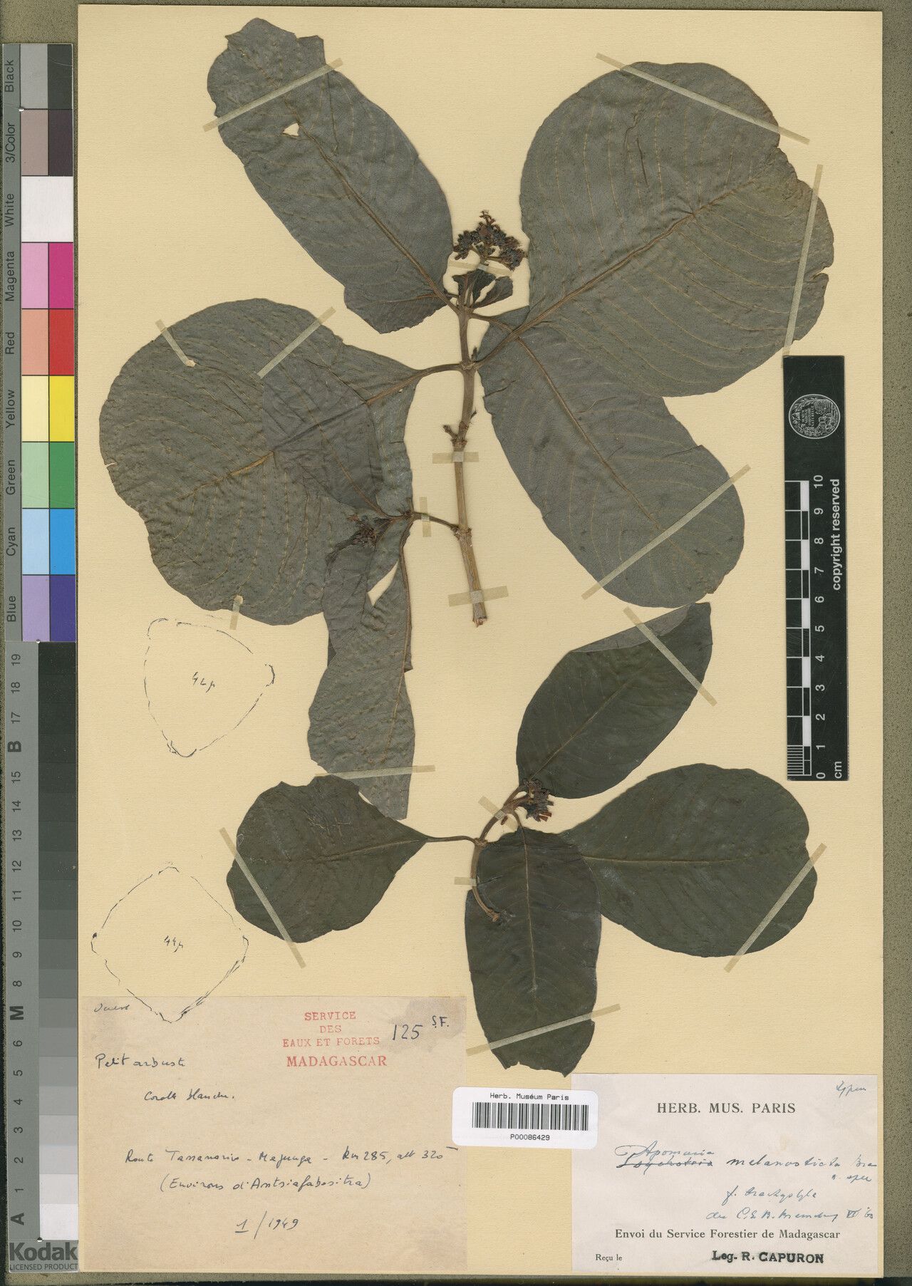 Psychotria madagascariensis — houseplant care guide