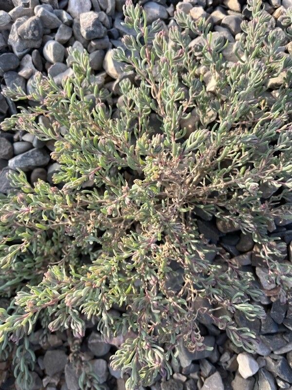 Spirobassia hirsuta — search result for 'Bassia'