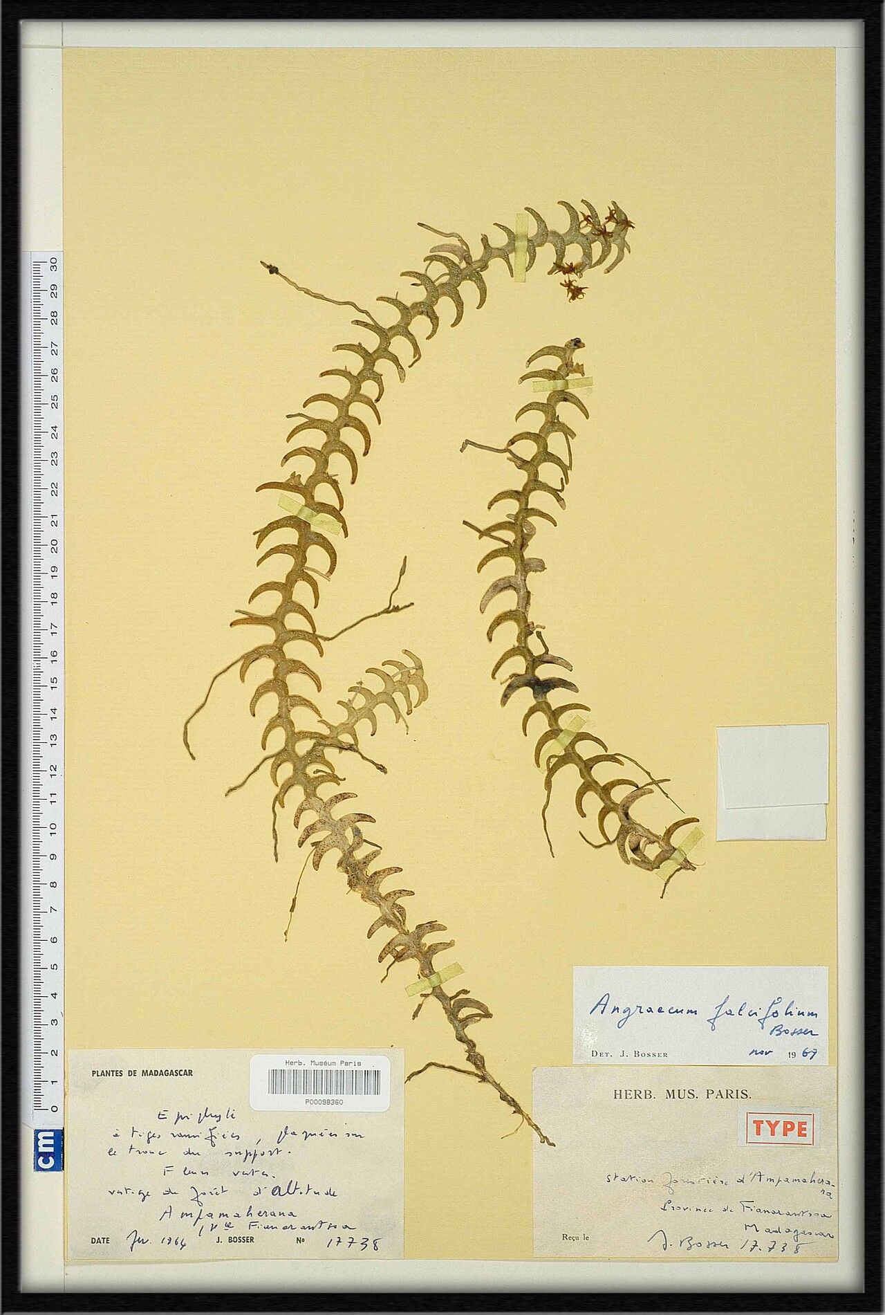 Angraecum falcifolium — houseplant care guide