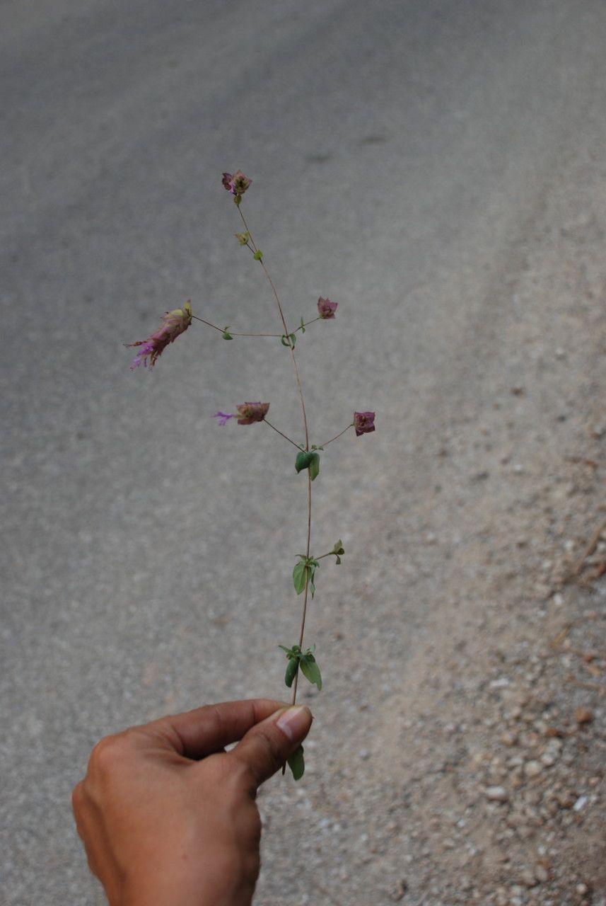 Origanum libanoticum habit