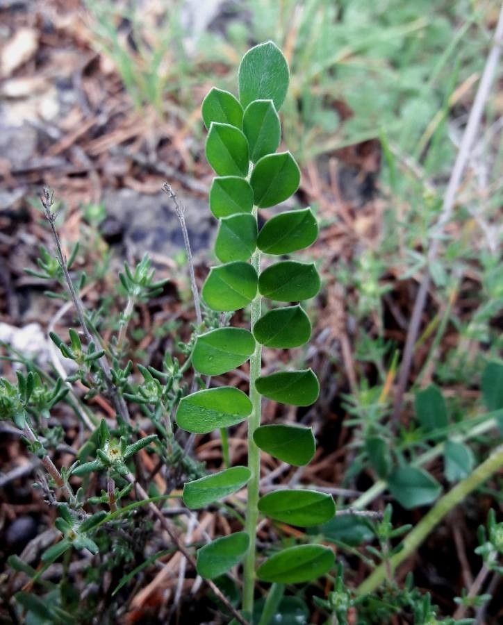 Astragalus incanus leaf