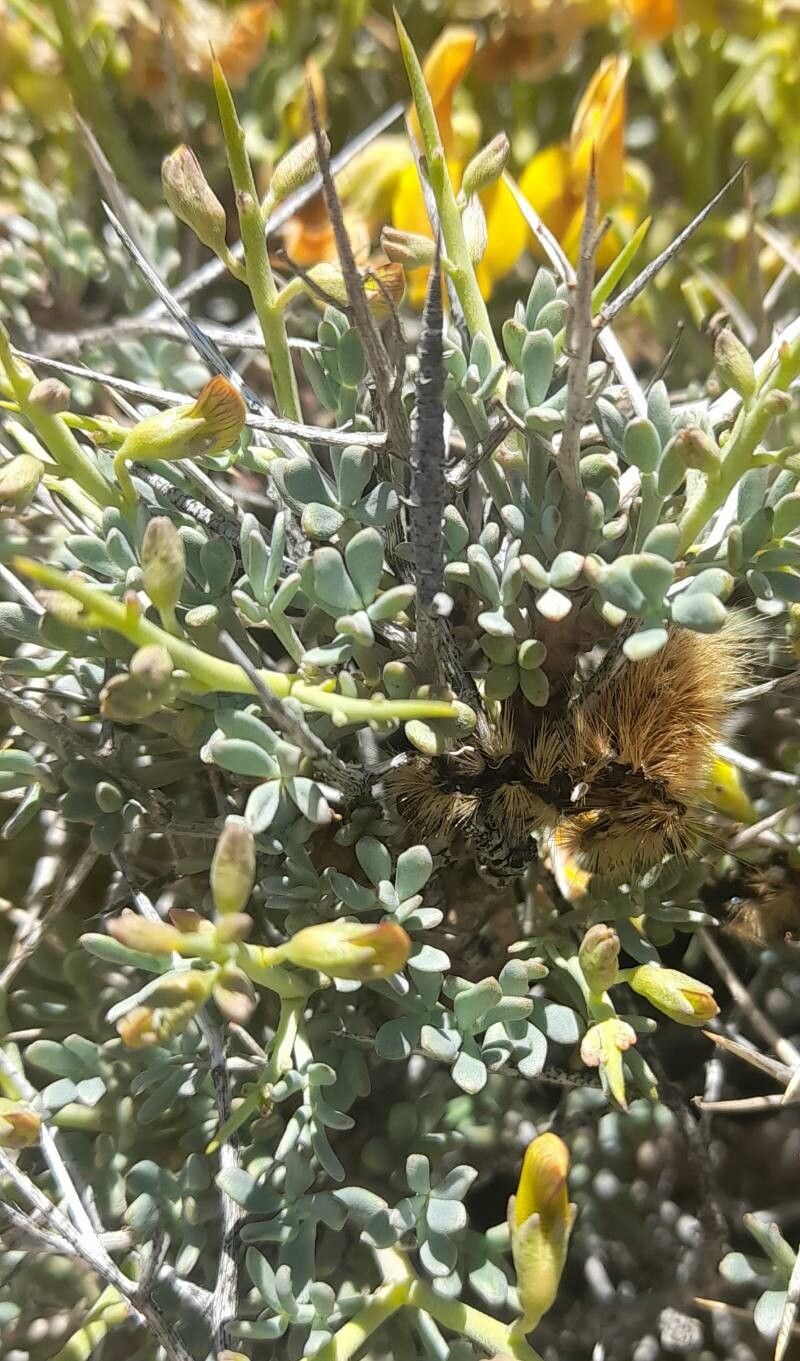 Adesmia candida — houseplant care guide