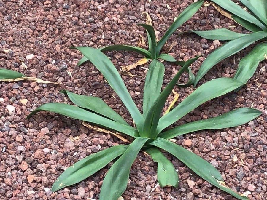 Agave cundinamarcensis — search result for 'Agave'
