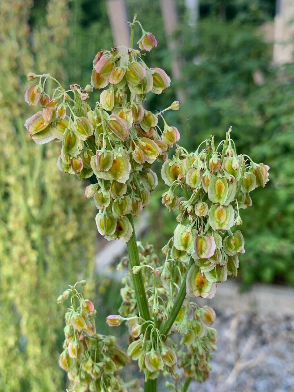 Rumex thyrsoides leaf