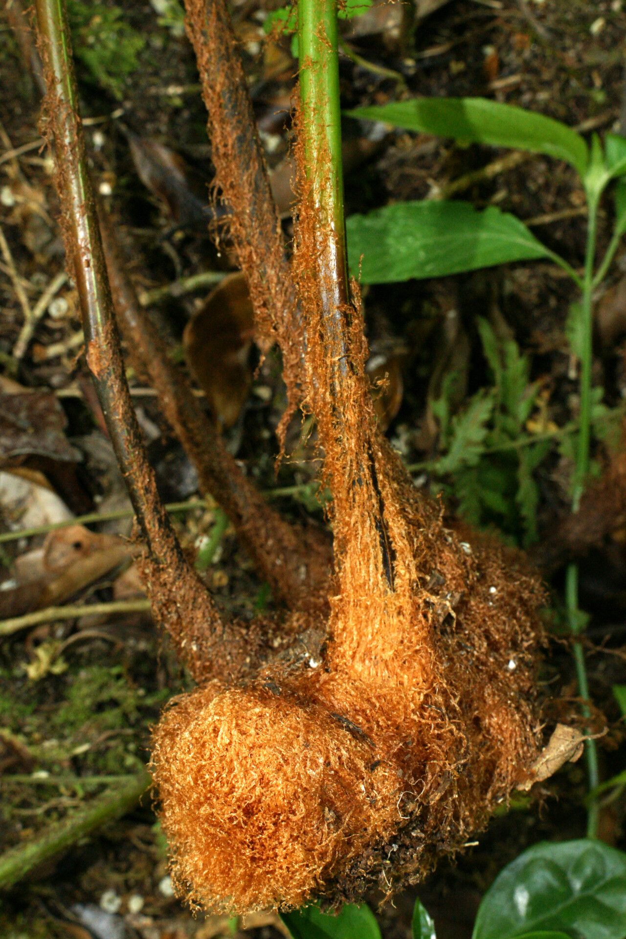 Rumohra linearisquamata — related species from the same genus