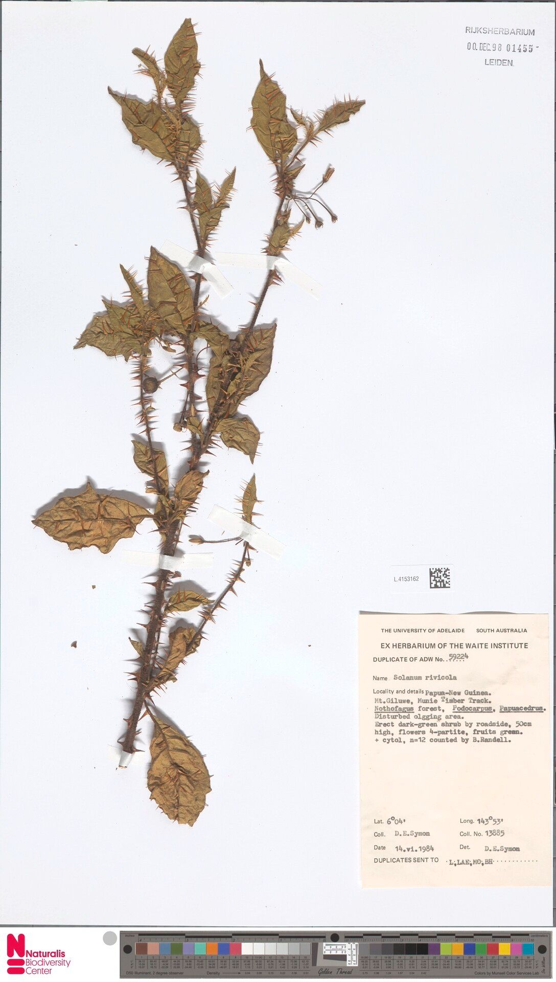 Solanum rivicola — houseplant care guide