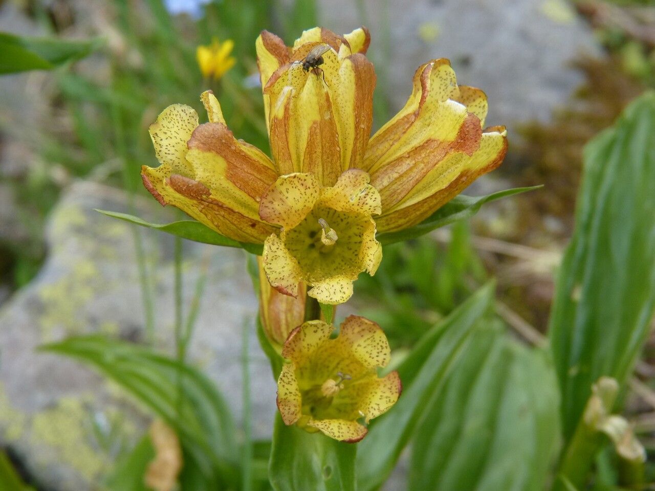 Gentiana punctata flower