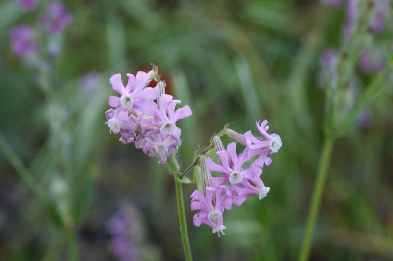 Silene graeca — houseplant care guide