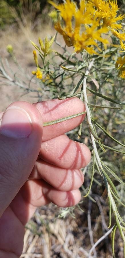 Ericameria paniculata — search result for 'Ericameria'