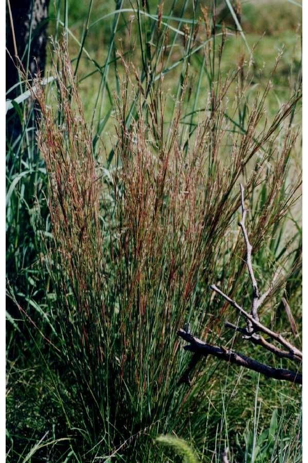 Schizachyrium scoparium habit