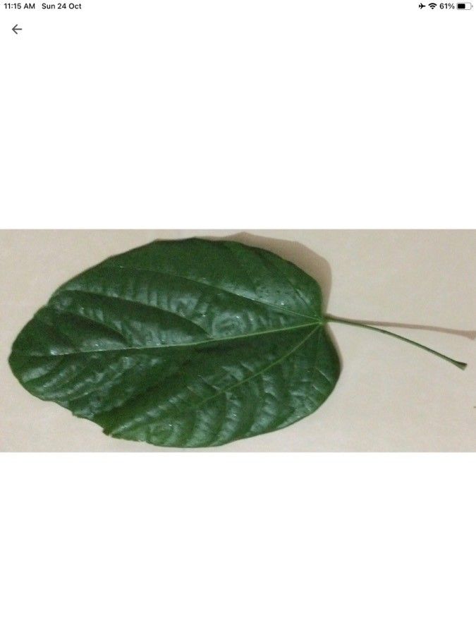 Pangium edule leaf