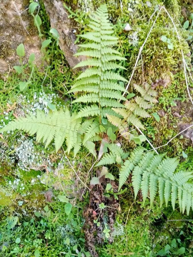 Thelypteris poiteana leaf