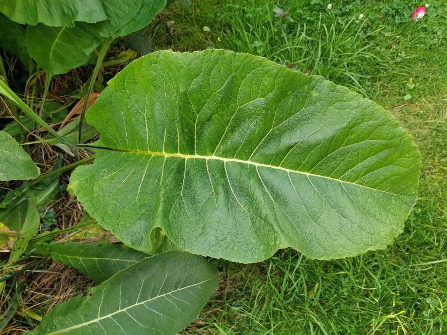 Inula magnifica leaf