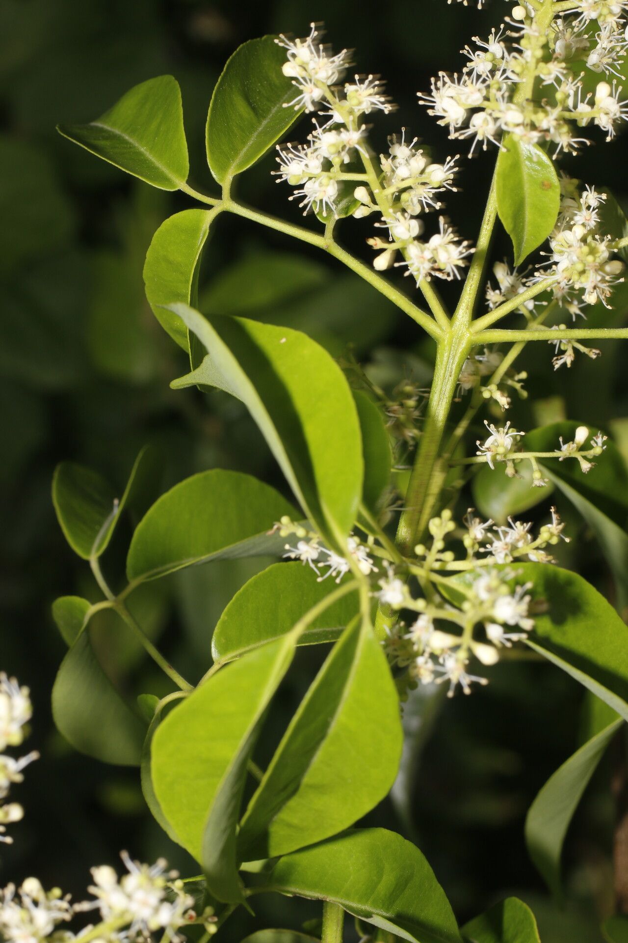 Amyris pinnata flower