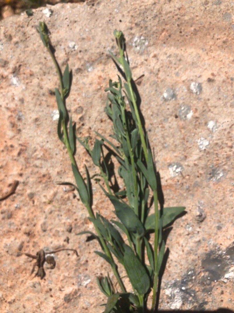 Boechera drummondii — related species from the same genus