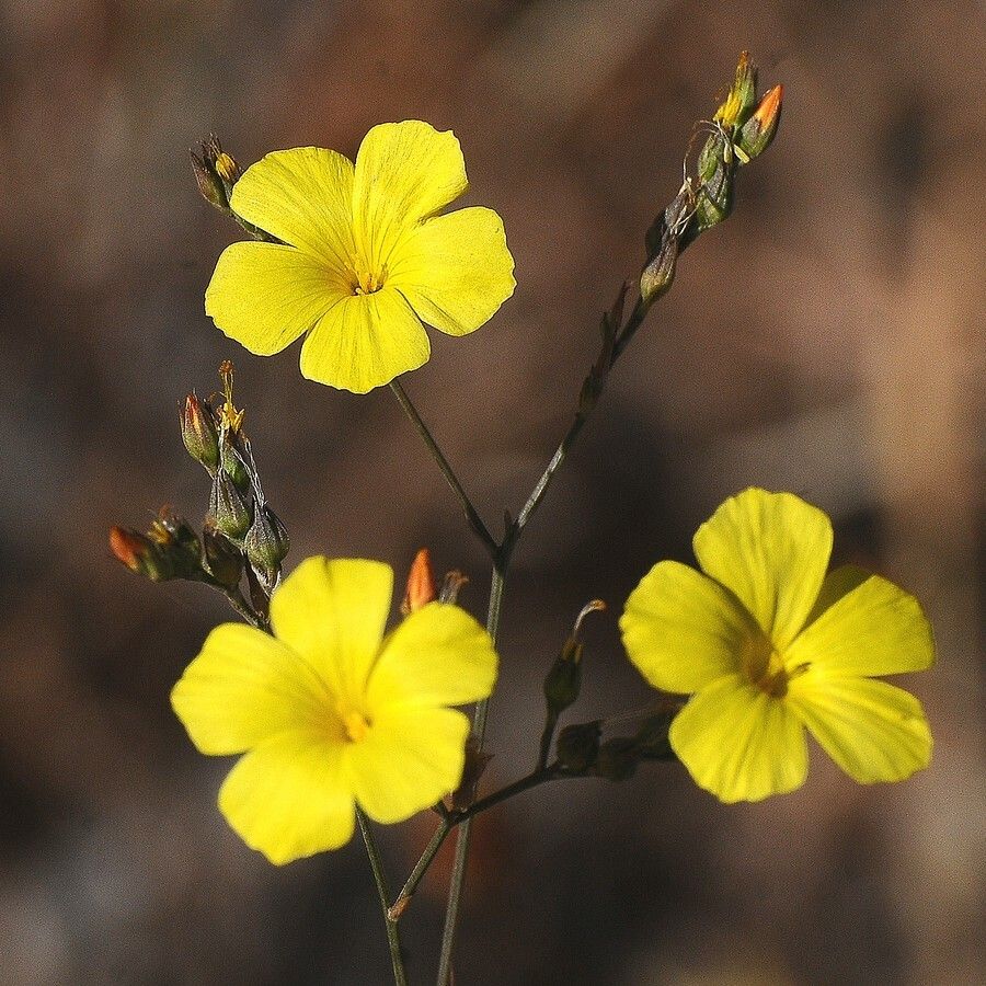 Linum tenue — search result for 'Linum'