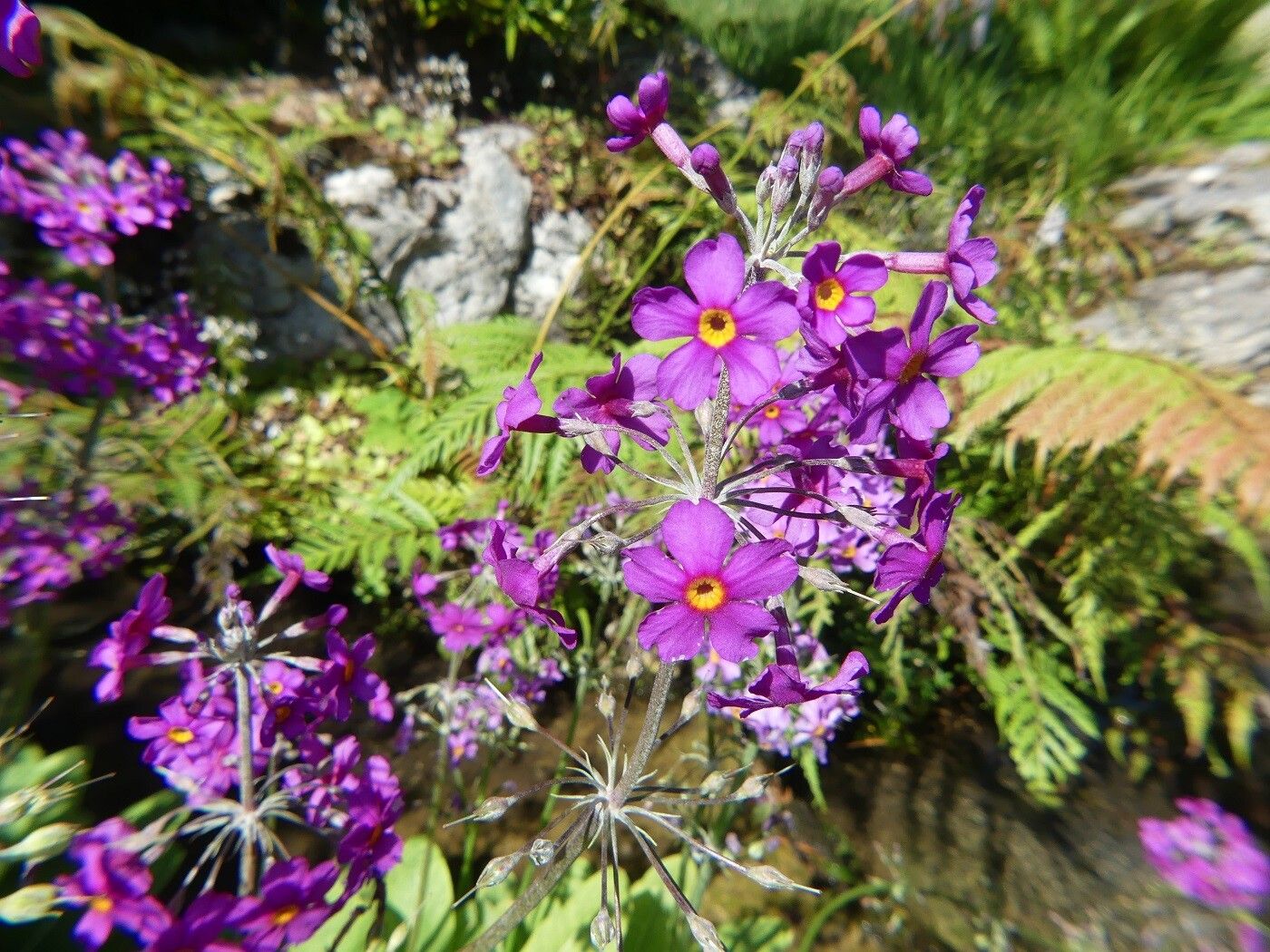 Primula beesiana flower