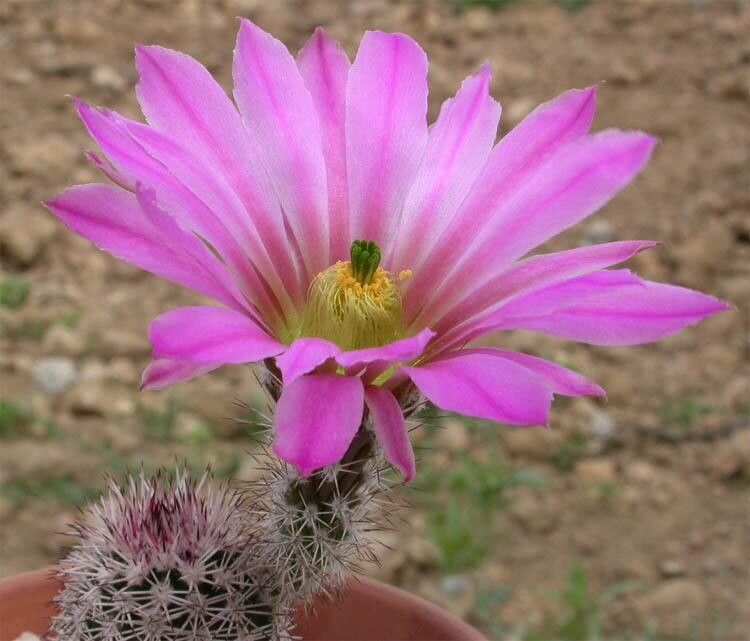 Echinocereus bristolii flower