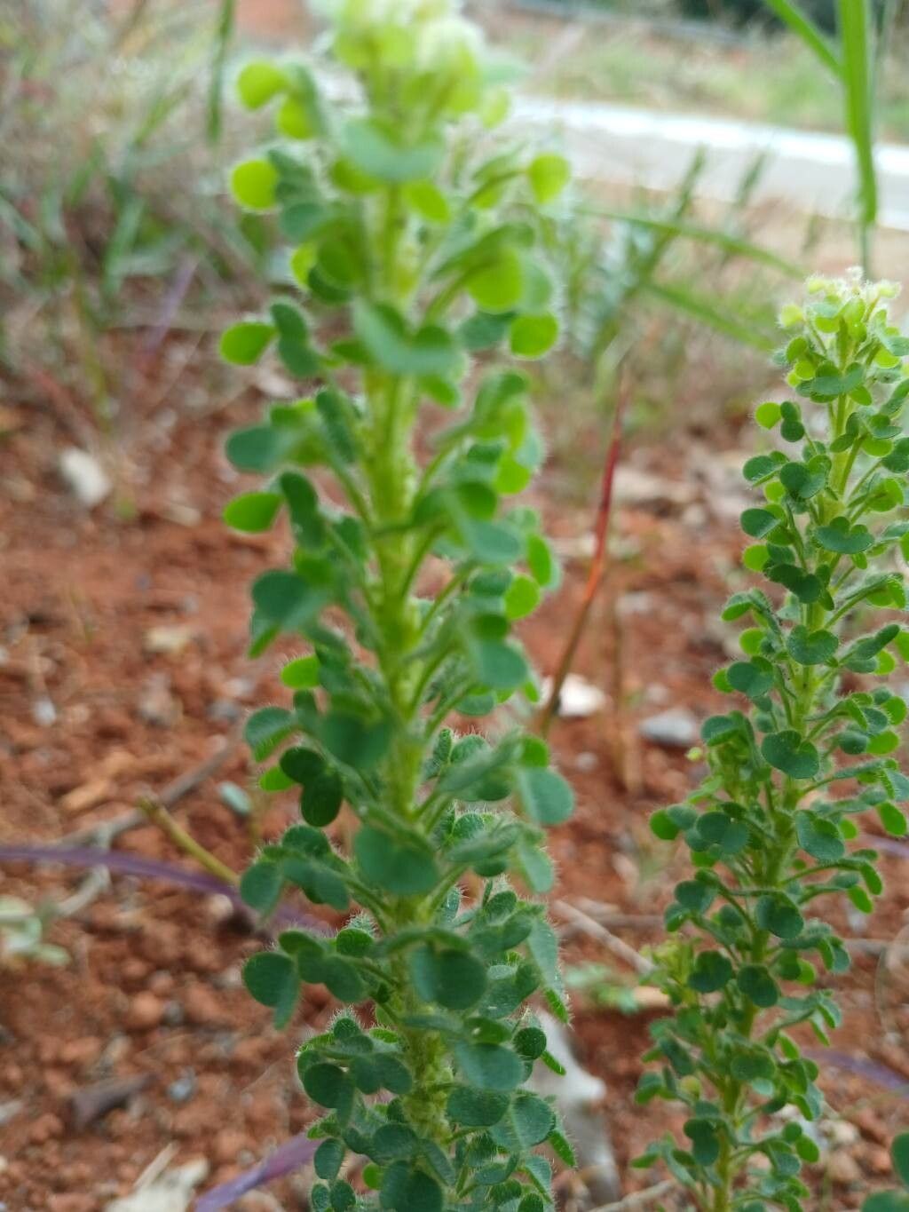 Oxalis densifolia — houseplant care guide