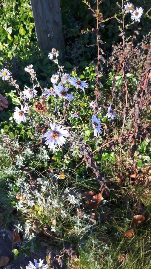 Symphyotrichum chilense habit