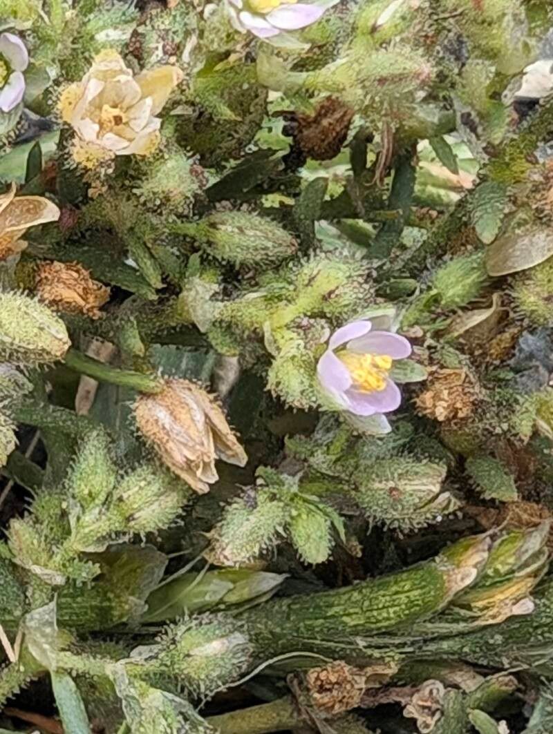 Spergularia macrotheca — houseplant care guide