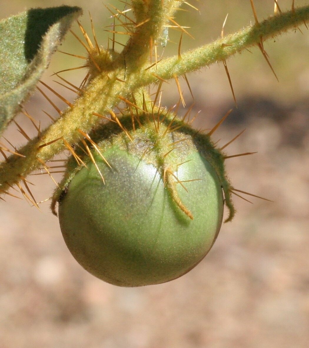 Solanum horridum fruit