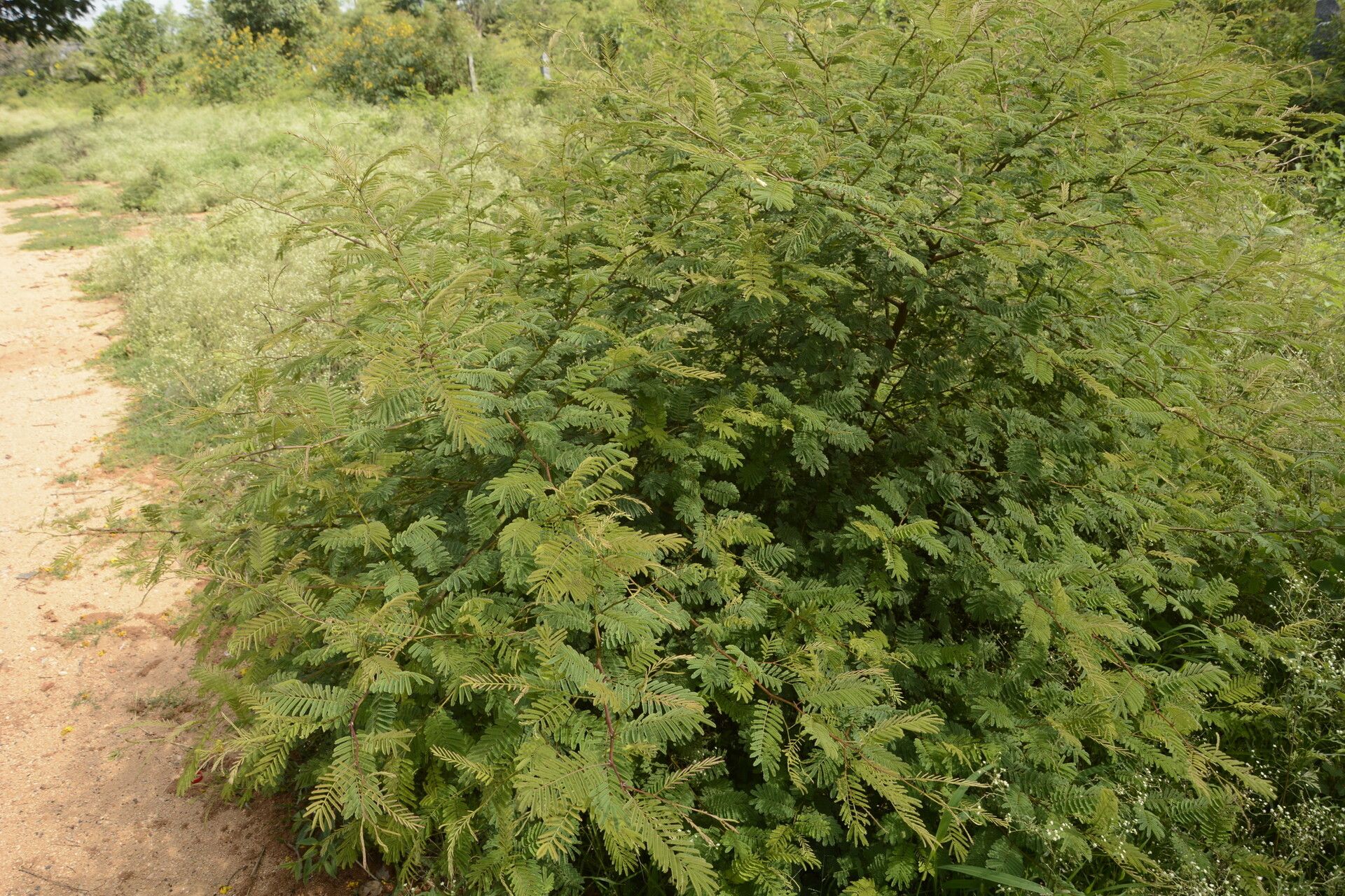 Senegalia chundra habit