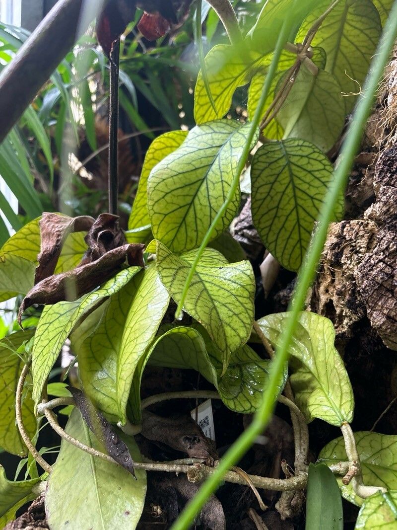 Hoya meredithii — search result for 'Hoya'