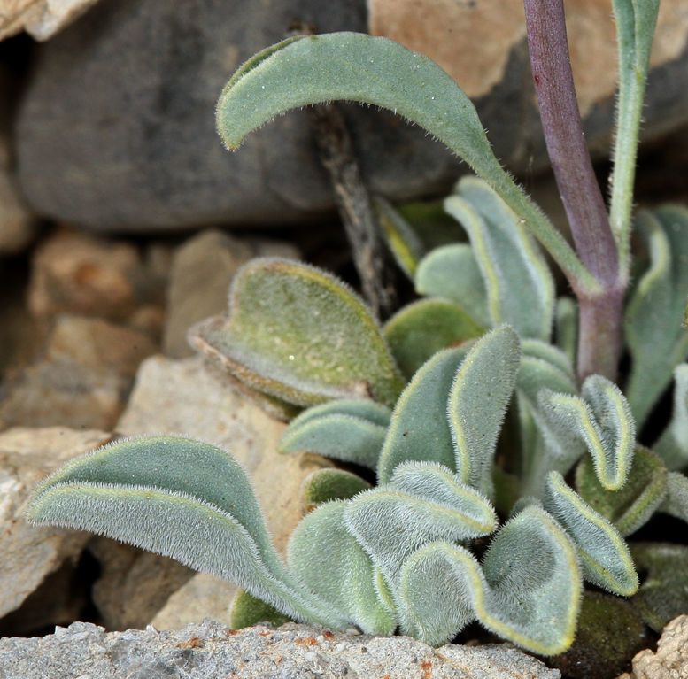 Penstemon scapoides — houseplant care guide