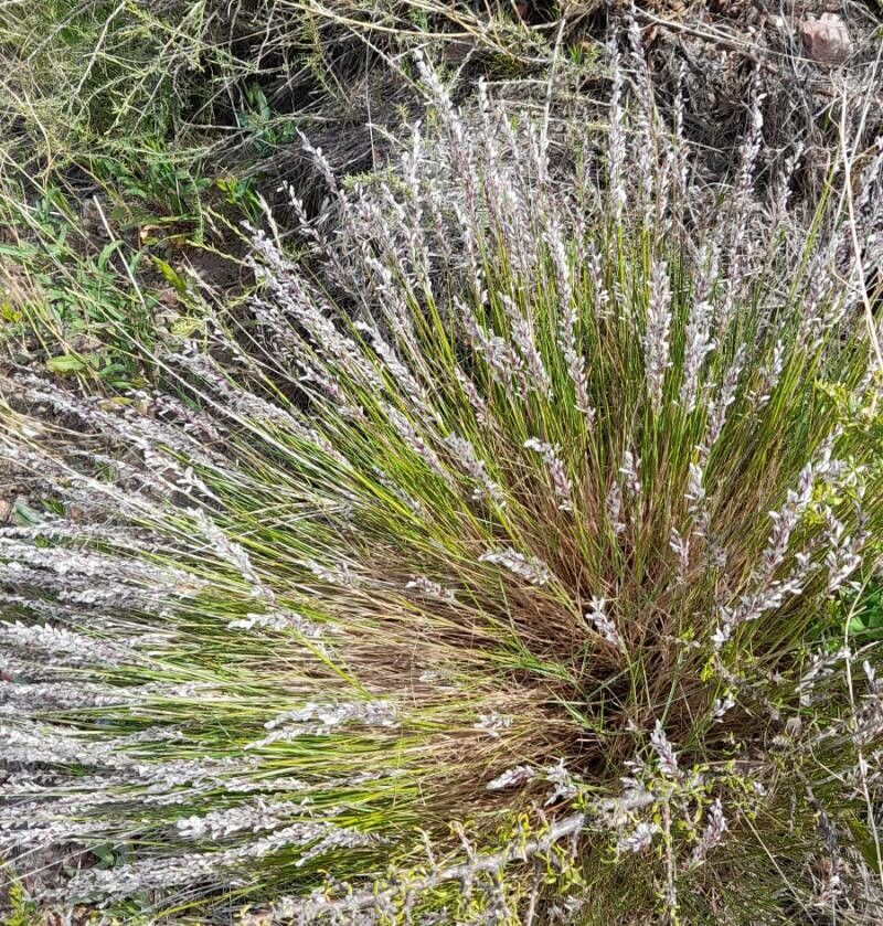 Melica bonariensis habit