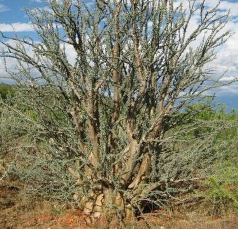 Sesamothamnus guerichii habit