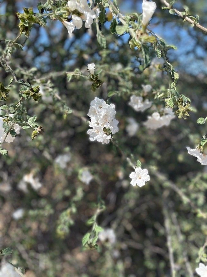 Cordia parvifolia flower