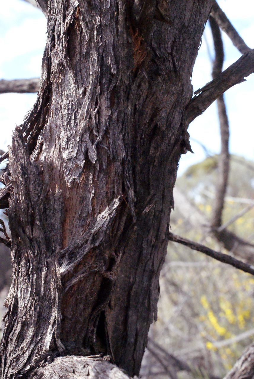 Grevillea excelsior bark